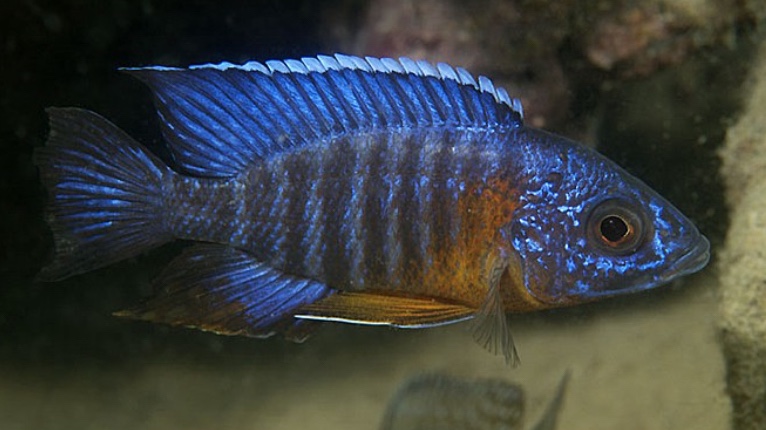 Aulonocara stuartgranti 'Malopa'